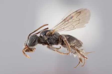 [Teratognatha modesta female (lateral/side view) thumbnail]